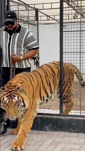 World biggest tiger tycoon 😱(mian saqib)