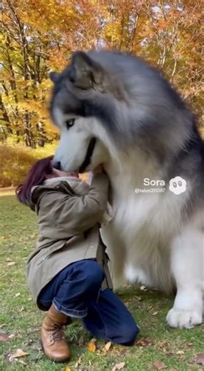 Heartwarming Hug with a Giant Dog!
