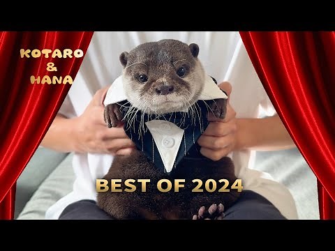 The Cutest Otter Moments: Kotaro and Hana in 2024