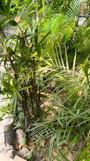 Most Beautiful Green Restaurant in Sector 10! 🌴🍽️ #MustVisit #ChandigarhFoodie