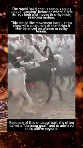 "DANCING" Goats #facts #fun_facts #knowledge #goat