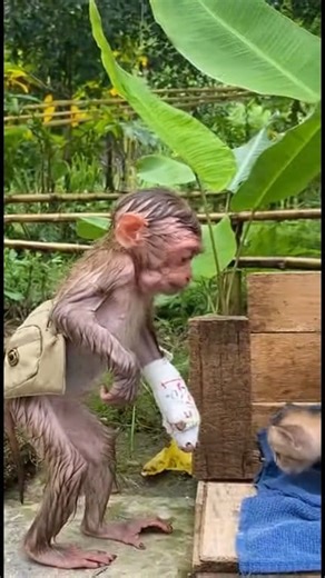 62K views · 553 reactions | Miserable Animal | Game 4 | Facebook