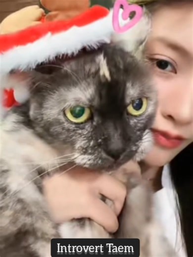 Understanding Extroverts and Introverts in Pets