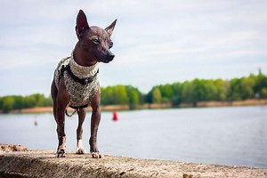 Looking for an Adorable Dog? How 'Bout One of These Cuties?