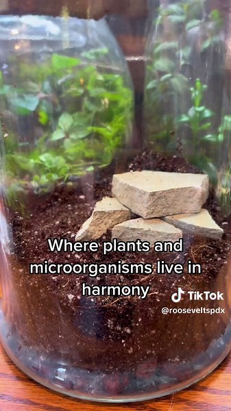 Roosevelt’s Terrariums on TikTok