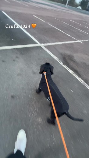 Crufts 2024 2nd ykc graduate agility 15f ykc jumping cup 7th pairs with @Ellie, Angus & Izzy Our first time competing at crufts and he tried so hard with no poles being knocked #crufts2024 #agility #cockerspaniel