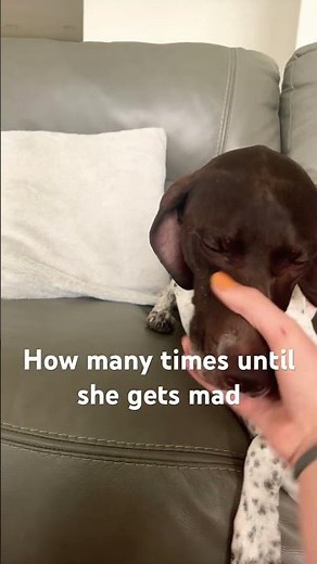 How she slowly puts her head down!😂