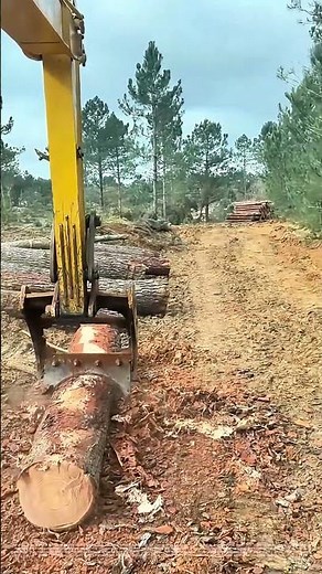 Stripping Bark with Machinery: How Efficiency Meets Tradition in Logging