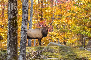 Biggest Differences Between a Guided Elk Hunt and a DIY Elk Hunt