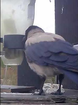 “Crows Cleaning Streets in Sweden 😱 Genius Idea!”“This Crow Just Threw Trash Away… Wait What?! 🐦”
