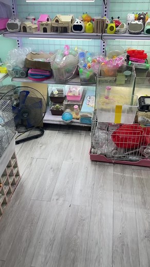 Hamster Đáng Yêu: Hóng Chuyện Cuộc Sống