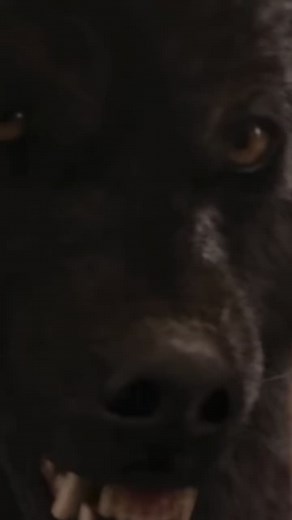 Sam or Jacob: The Battle of the Twilight Wolves