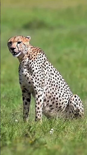 guépard 🐆 est plus rapide que tu ne l'imagines 😳💨