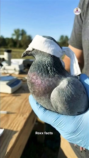 ​The Secret GPS Inside a Pigeon's Brain! 🧠📍