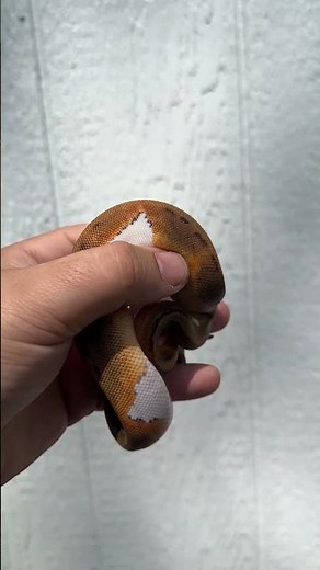 Pinstripe Piebald Ball Python
