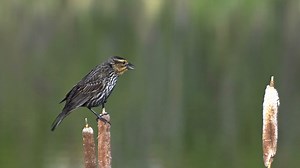 Bird, Perched, Branch. Free Stock Video