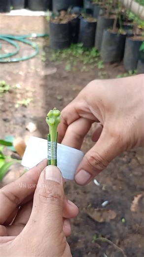 1.9K views · 2.4K reactions | Grafting a mango tree with double rootstock #mangografting #graftingtechniques #gardeningtips | Abi Garden | Facebook
