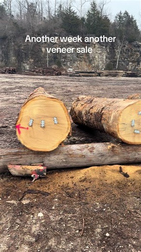 Exploring White Oak Veneer Sales in Indiana