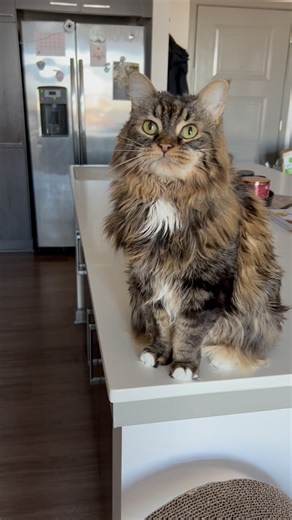 jenn and the bird on Instagram: "Just every day.. #instagram #cat #cute #fyp #instagood #pet #cats #catsofinstagram #birdie #birdandremy #petsofinstagram"