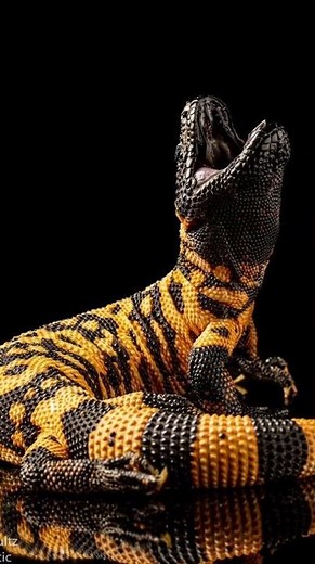 Now VS then, 2023 Gila Monster vs 5000 BCE Gila Monster. #foryou #foryou #viral #ytshorts #edit