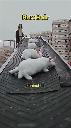 This is how rabbits made the desert green again 😱