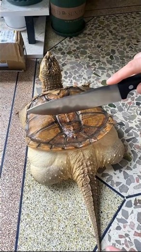 Scratching her shell #jokeralgo #comedy #funny #funnyshorts #ai #viral #ASMR