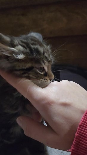 20 reactions · 4 comments | Mr. Grinch grey collar male | ShallowCreek Maine Coon Cattery | Facebook