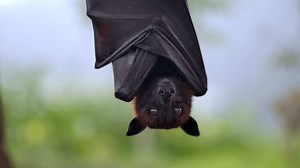 Fruit bat or flying fox - Pteropus giganteus. Tourist zone in Bali, Indonesia