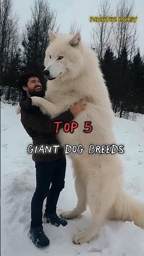Top 5 Giant Dog Breeds in the World! 🐶🔥 #dogbreed