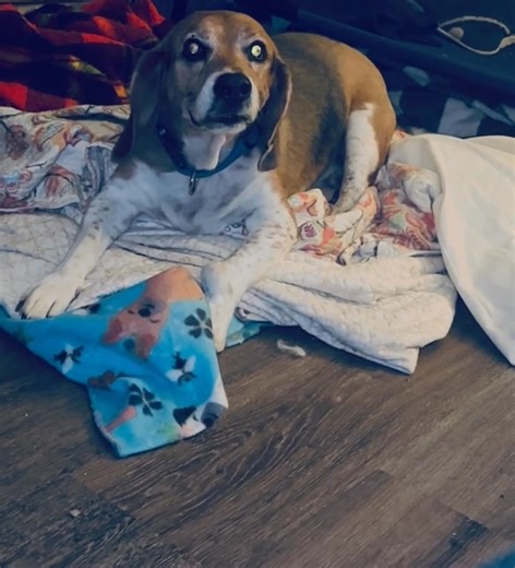 1K views · 13 reactions | What is it at 4am with him being up like this all the time? Cognitive Disorder? Am I the only one? I am exhausted! | Lora Patterson | Facebook