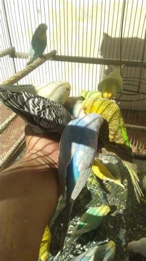 🎥 No Music Just Budgie Sounds