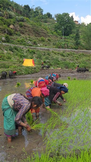 Traditional Paddy Farming in a Himalayan Village | Oxen Plowing & Rice Planting in Muddy Fields