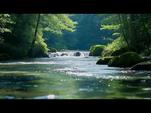 Open Forest Waterway with Soft Bird Calls and Moving Currents