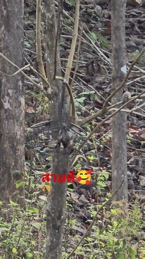 15 มีนาคม ค.ศ. 2026