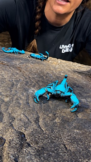 Asian forest scorpions glow bright blue under a black light