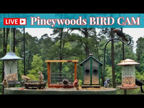 LIVE Bird Feeder Cam | Watch Wild Birds! | August 14th, 2025