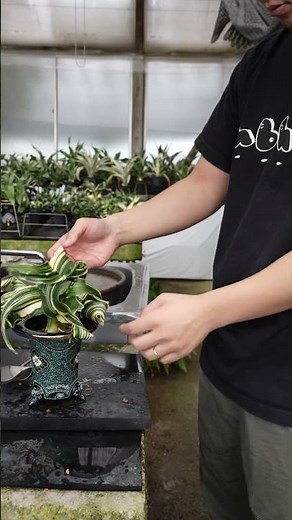 万年青の植え替え #観葉植物 #plants #植物