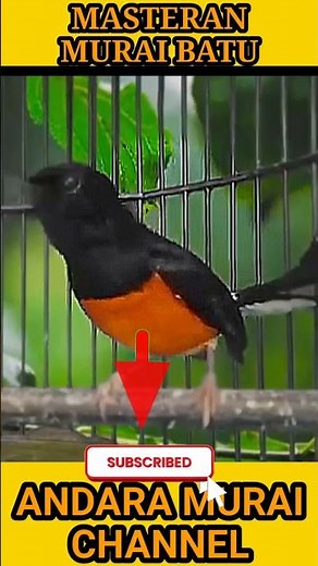 Ultimate White-Rumped Shama Training Sounds #BirdSounds #ShamaBird #NatureSounds #shorts #trending