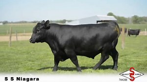 SS Niagara Z29 - Select Sires Beef