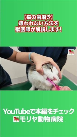 【猫の歯磨き】これだけで嫌がりにくくなります