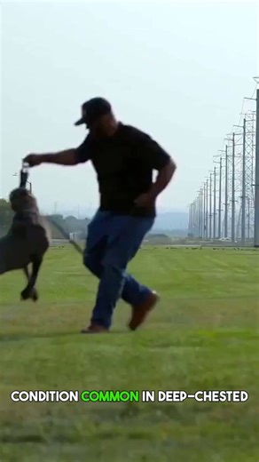 Cane Corso health facts every owner should know