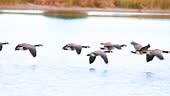 Flock of Canada geese in flight, close-up, slow motion.