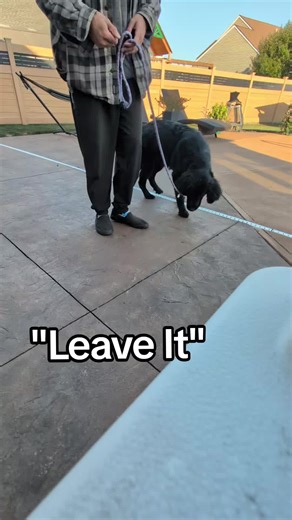 AwesomeDogHandlingDude (@awesomedoghandlingdude)’s videos with Home on the Range - 164TuneHub