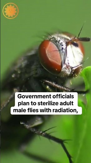 U.S. to breed and release billions of flies to try and fight flesh-eating maggots #shorts