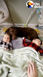 3.3M views · 167K reactions | Chocolate Lab knows exactly where to find diapers, lotion and even a thermometer for her new twin siblings ❤️ | The Dodo | Facebook