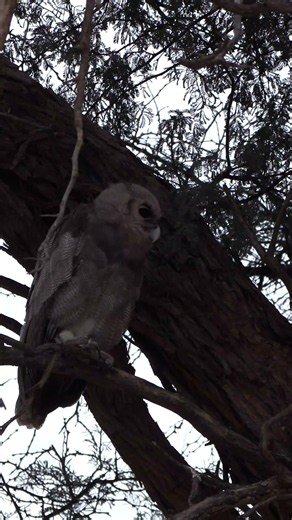 The Call of Africa's Largest Owl! 🦉🔊 ! Kgalagadi Magic