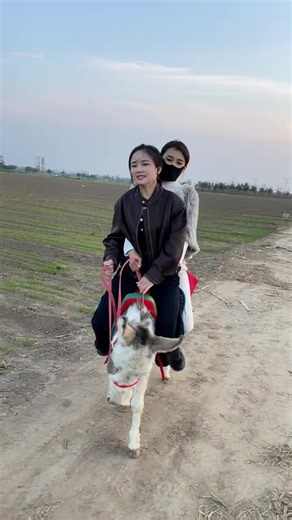 Girl riding on Donkey #donkeyriding #Oxriding #sheepriding #goat #goatriding #Buffaloriding For Full videos Contact : ridingloversz@proton.me Telegram : https://t.me/ridingloverz Pony Riding | Donkey Riding | Sheep Riding | Horse Riding | Ostrich Riding | Cow Riding | Buffalo Riding | Goat Riding | Ponyreiten | Eselreiten | Schafreiten | Reiten | Straußenreiten | Kuhreiten | Büffelreiten | Ziegenreiten | Équitation à Poney | Promenade à dos d'âne | Équitation de moutons | Équitation | Équitation