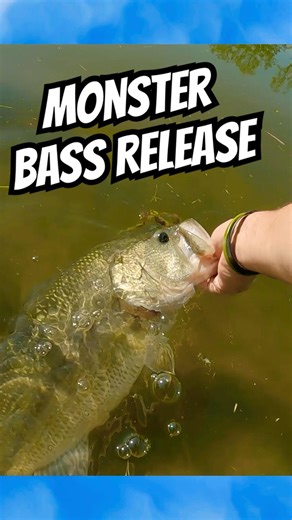 HUGE BASS RELEASE!