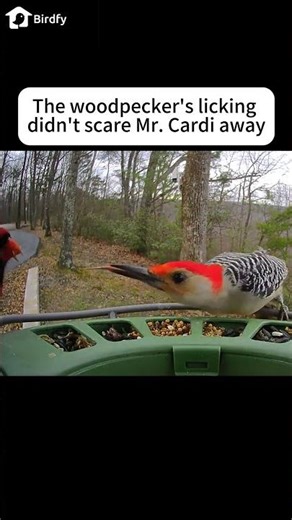The woodpecker scares the cardinal by licking #birdfeeder #birdfy #birds #
