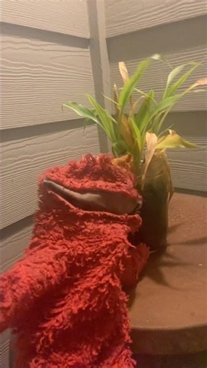 elmo world dorothy st patrick day question and mr noodle